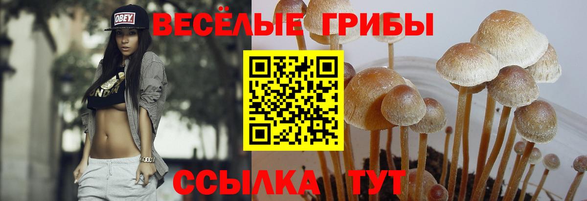 Псилоцибиновые грибы GOLDEN TEACHER Алушта